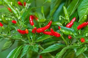 Image result for capsicum_frutescens