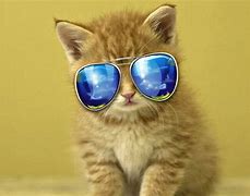 Image result for Cool Kitten