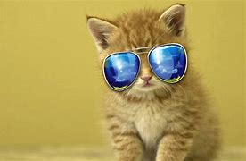 Image result for Cool Animals Cat