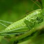 Image result for Green Cricket in the UK