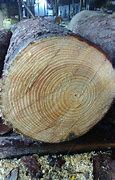 Image result for Yellow Pine Log