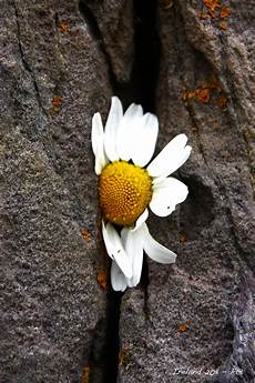 fiori tra l asfalto riflessi nel vento per fare tutto ci vuole un fiore fiori tra l asfalto riflessi nel vento per fare tutto ci vuole un fiore