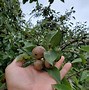 Image result for African Pear Tree