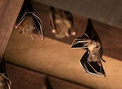 Image result for Bats in Attic at Night