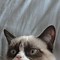 Image result for Angry Cat Wallpaper