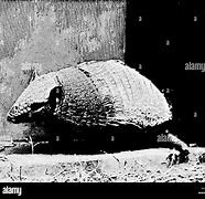 Image result for Armadillo Poop