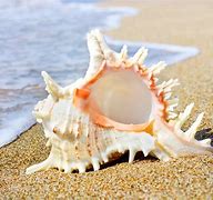 Image result for Big Sea Shells