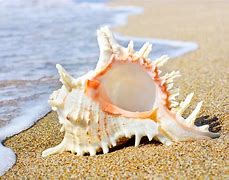 Image result for Beautiful Shells