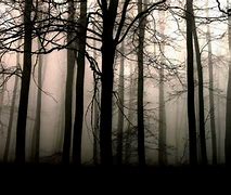 Image result for Dark Forest Backdrop