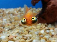 Image result for Good Pet Fish
