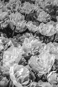 Image result for Peony Flower Dark Wallpaper for iPhone