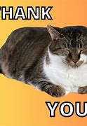 Image result for Thank You Cat Meme Funny