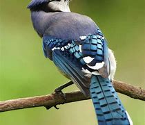 Image result for Most Beautiful Birds
