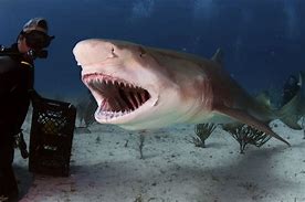 Image result for Lemon Shark Jaws