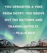 Image result for I AM the Vine Scripture