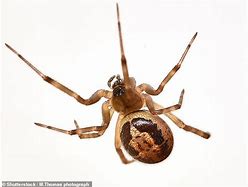 Image result for World's Most Venomous Spider