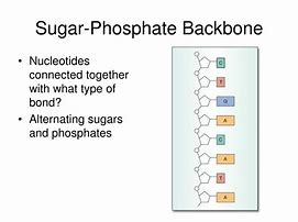 Image result for Phosphate Backbone