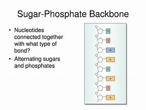 Image result for Sgar Phosphate Backbone