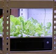 Image result for HID Grow Lights