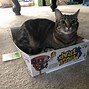 Image result for Cat in Mouse Trap