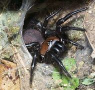 Image result for Biggest NZ Spider