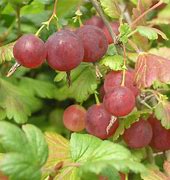Image result for Ribes uva-crispa Pixwell