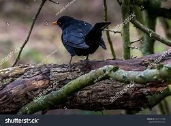 Image result for Animals Birds in Black Forest Germany