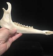 Image result for Deer Jawbone Artifact