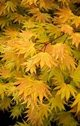 Image result for Japanese Maple Leafs 4K