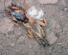 Image result for Prairie Mole Cricket