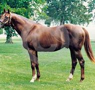 Image result for Alydar Horse