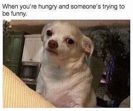 Image result for Chihuahua Memes Relatable