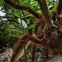 Image result for Giant Birdeater Tarantula