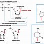 Image result for Illustrate the Molecular Structure of DNA and RNA