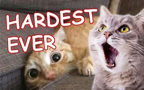 Image result for Try Not to Laugh Cat Memes
