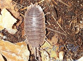 Image result for Isopod Shell