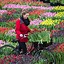 Image result for President Kennedy Picture in Tulips in Holland