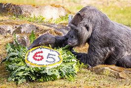 Image result for Who Is the Oldest Gorilla in the Wild