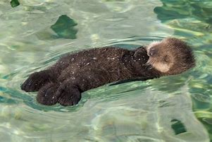 Image result for Cute Baby Otter Pup