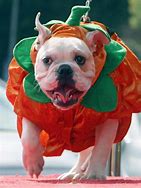 Image result for Yorkie Dog Halloween Costumes
