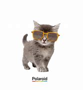 Image result for Cat Sunglasses Meme