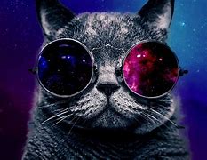 Image result for Astronomy Cat