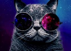 Image result for Cool Spase Cat