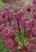 Image result for Astrantia Star Of Beauty ®