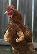 Image result for Chicken with Fake Arms