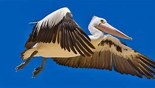 Image result for Pelican Get Away 120