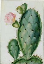 Image result for Cactus Pictures Free