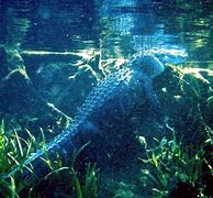 Image result for Big American Alligator