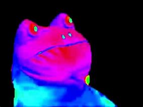 Image result for Colorful Frog Meme