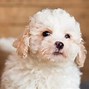 Image result for Poodle Mix Dogs